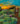 Enchanted Rose Garden Summer Evening - Original Painting by Blake Shanley